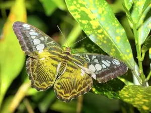 Habitat Butterflies Conservation Center