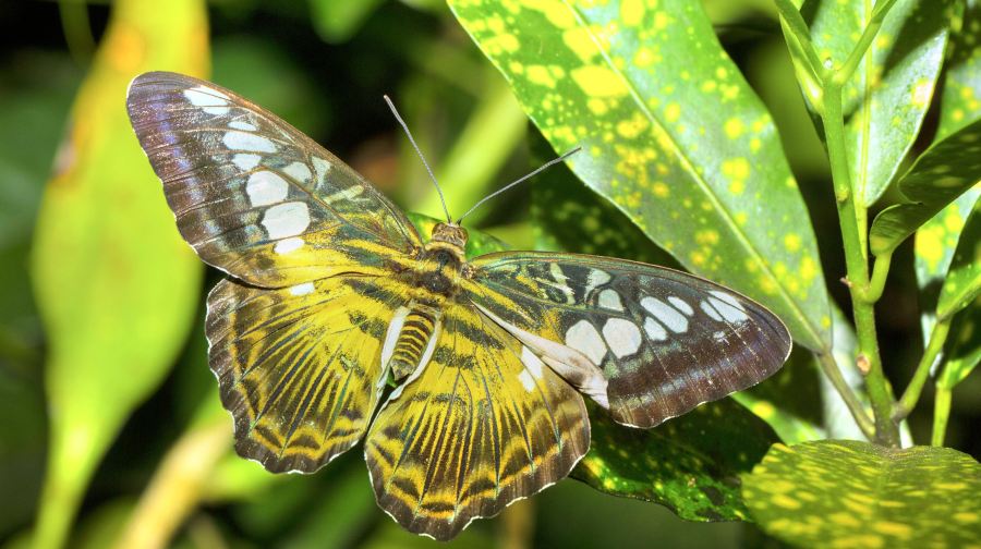 薄荷島：巧克力山+羅博河+眼鏡猴+巴卡容教堂+人工森林一日遊
