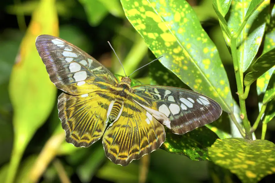 Habitat Butterflies Conservation Center