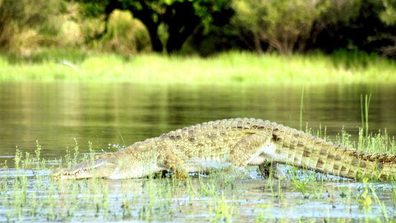 Réserve de gibier de Sélous