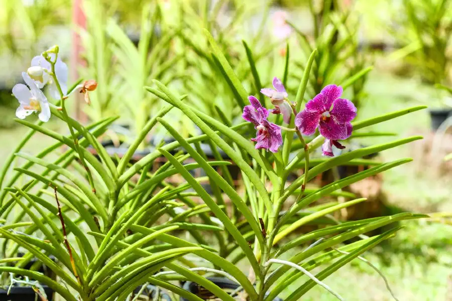 蘭花公園