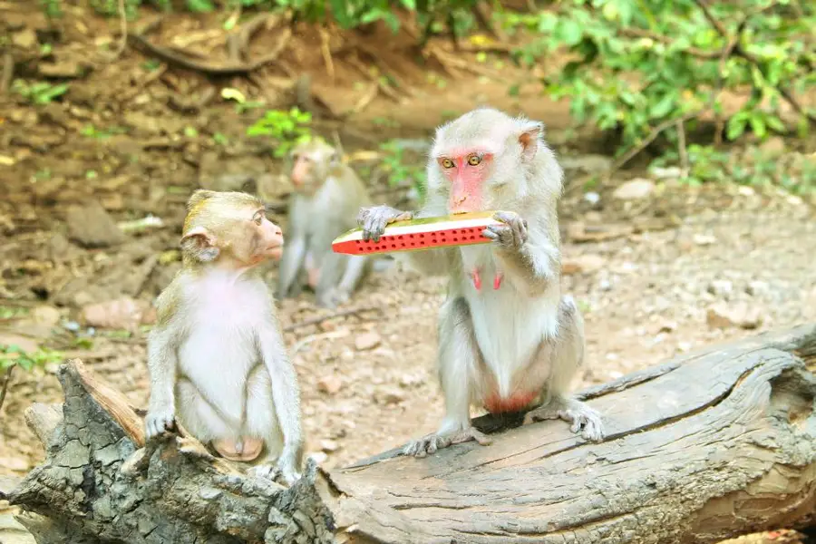 Mt. Emei Natural Ecology Monkey Reserve