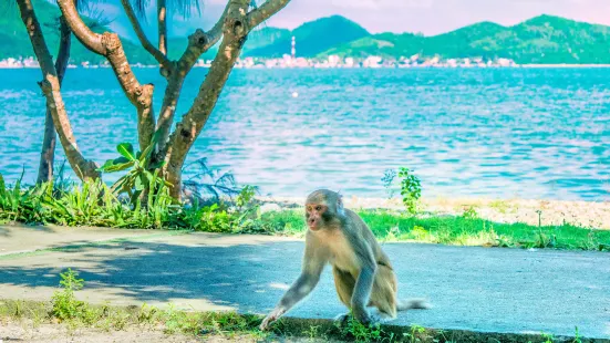 猴島