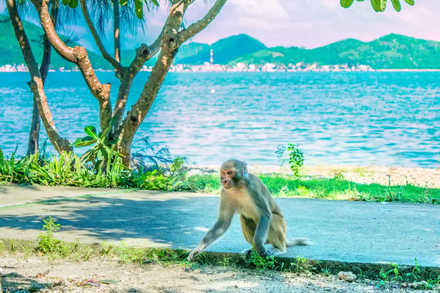 ラオ島 (モンキーアイランド)