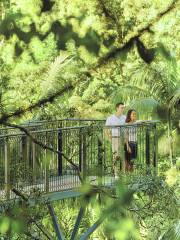 Tamborine Rainforest Skywalk