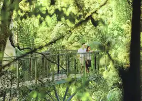 Tamborine Rainforest Skywalk