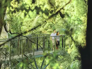 Tamborine Rainforest Skywalk