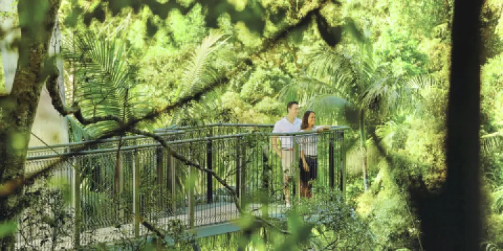 天寶林山熱帶雨林空中走廊