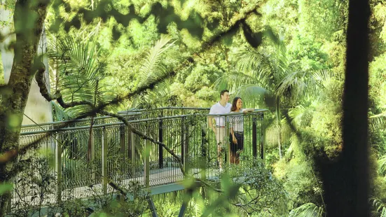 Tamborine Rainforest Skywalk