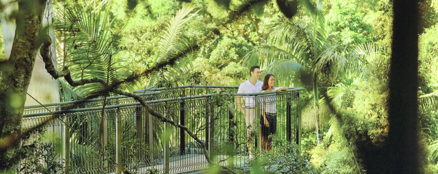Tamborine Rainforest Skywalk