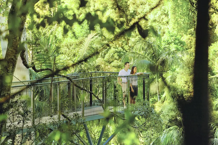 Tamborine Rainforest Skywalk