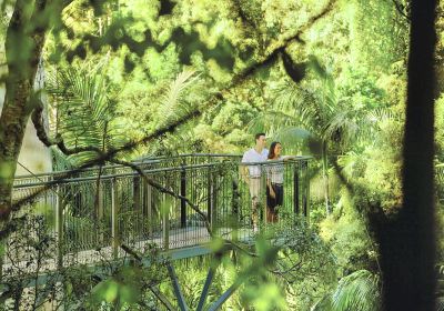 Tamborine Rainforest Skywalk