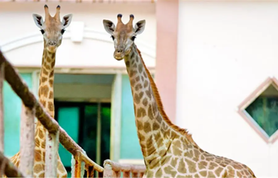 鄭州市動物園