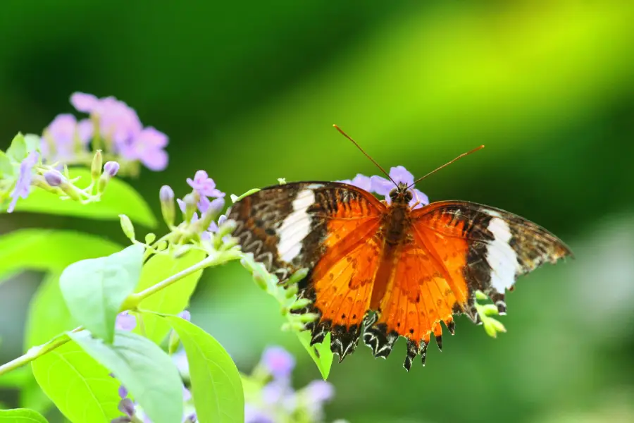 Butterfly Park & Insect Kingdom