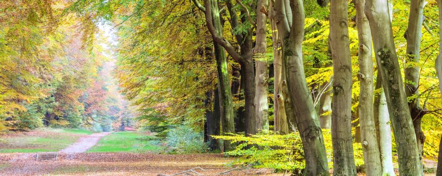 Parco nazionale De Hoge Veluwe