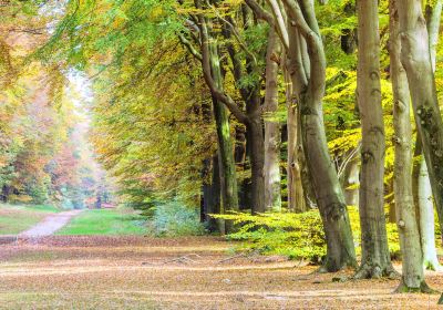 Parque nacional Hoge Veluwe