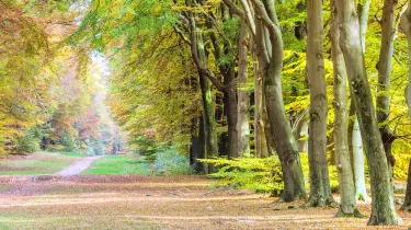 Parco nazionale De Hoge Veluwe