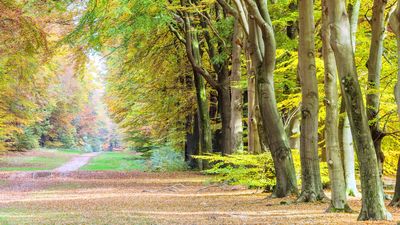 Parco nazionale De Hoge Veluwe