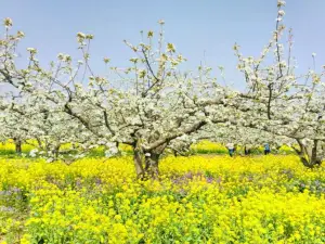 Zhoujiazhuang Agricultural Sightseeing Park