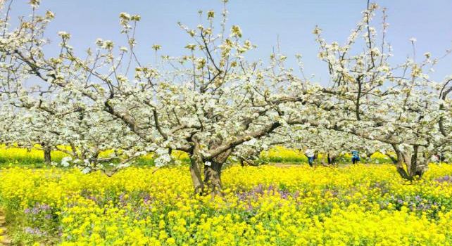 Zhoujiazhuang Agricultural Sightseeing Park