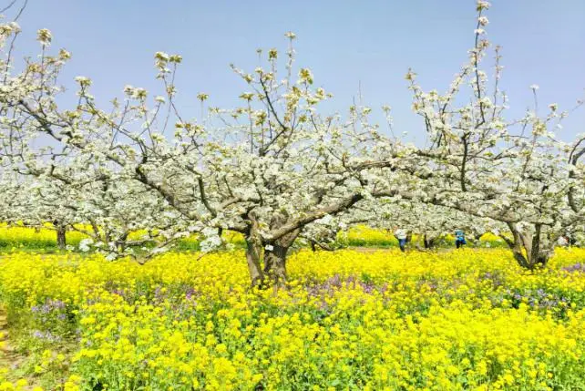 Zhoujiazhuang Agricultural Sightseeing Park