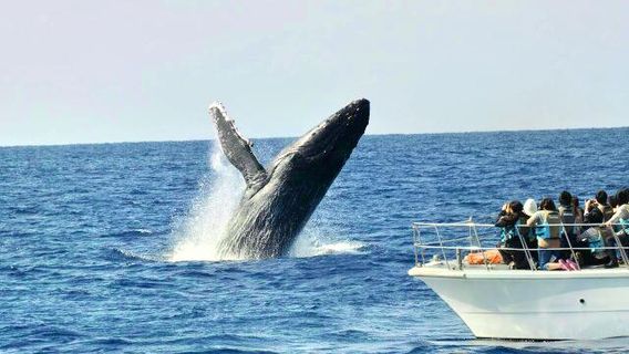 Zamami Village Whale Watching Association.