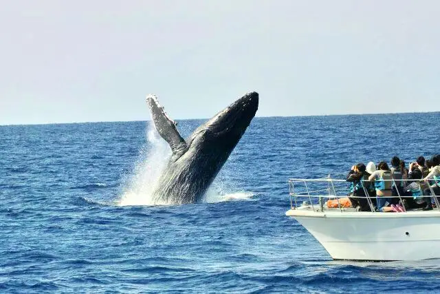 Zamami Whale Watching Association