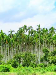 熱帶水果園