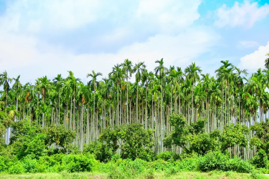 Tropical Fruit Farm