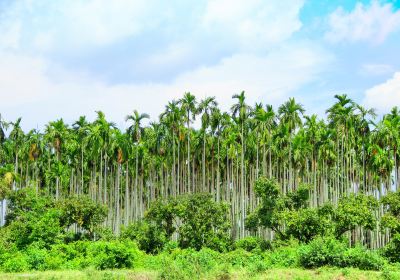 Tropical Fruit Farm