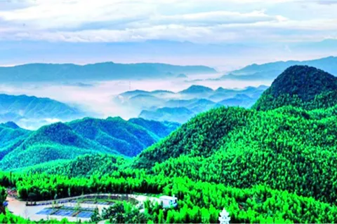 Cailun Bamboo Ocean