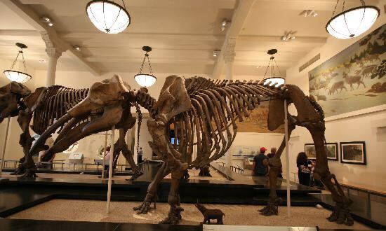 Museum of Natural History (Halifax)