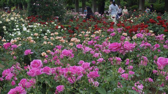 神代植物公園圖片 調布市景點的照片 Trip Moments