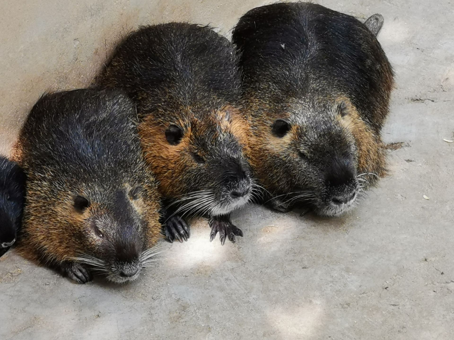 菏澤 菏澤野生動物世界旅遊評價 Trip Com 旅遊攻略