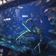沼津市 駿河灣深海生物館旅遊評價 Trip Com 旅遊攻略
