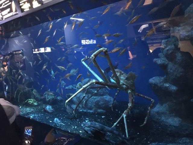 駿河灣深海生物館景點 沼津市旅遊評論 旅行指南 Trip Com