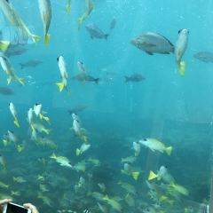 ITHAA UNDERSEA RESTAURANT ảnh của người dùng