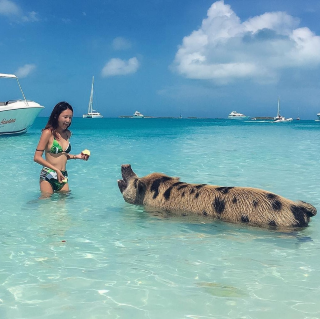Photo credit: Insta@youyou_travel

The Bahamas is

the place with the prettiest ocean color among the places I've traveled to.

It's a bit far from Korea,

but if you're planning a trip to LA,

I recommend adding 5-7 days to your itinerary and visiting the Bahamas via Miami.

You can drive your own yacht to Pig Island, Iguana Lizard Island, Shark Island, and several uninhabited islands.

The accommodation I'd like to recommend is Staniel Cay Yacht Club.

Located 20-30 minutes by motorboat or light aircraft from Nassau, the capital of the Bahamas, Staniel Cay

is surrounded by several islands, including Pig Island,

and if you stay at the yacht club, you can get a package

breakfast, lunch, and dinner, rent a yacht, and teach me how to drive a yacht ^^ It can be a truly unique trip.
The cost includes everything. It costs between 300,000 and 600,000 won per night ^^