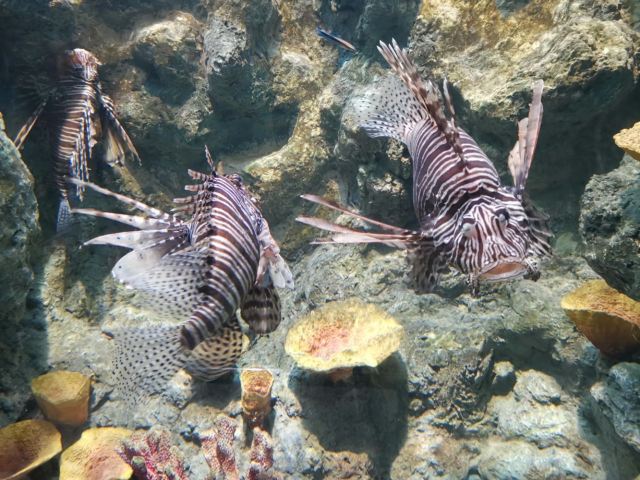 Phuket Aquarium