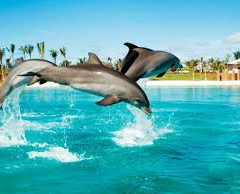 Dolphin Bay Travel Guidebook Must Visit Attractions In Dubai Dolphin Bay Nearby Recommendation Trip Com