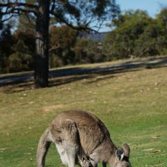 Anglesea Golf Club Bistro User Photo