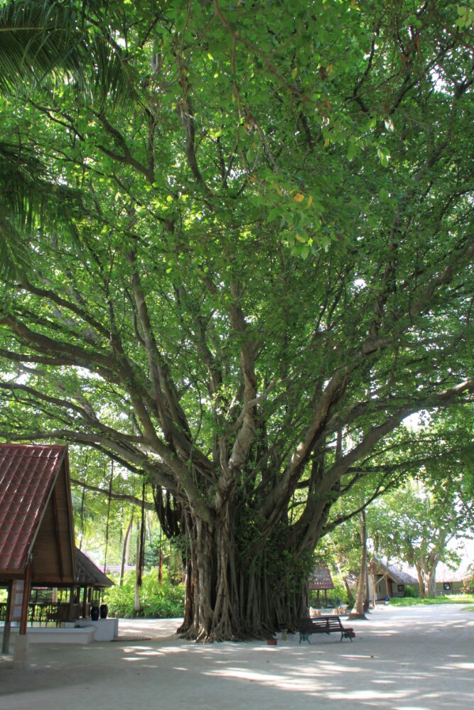 Đánh giá về địa điểm tham quan ở Banyan Tree Temple - Vé Banyan Tree Temple - Giảm giá ở Banyan Tree Temple - giao thông ở Banyan Tree Temple, địa chỉ, Đánh giá về địa điểm tham quan ở Banyan Tree Temple - Vé Banyan Tree Temple - Giảm giá ở Banyan Tree Temple - giao thông ở Banyan Tree Temple, địa chỉ,