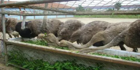 上海東方地質科普館