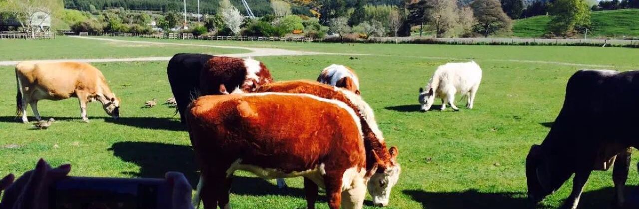 Memories Of Hong Kong