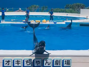 海洋博公園海豚表演劇場