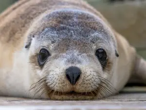 Seal Bay Conservation Park