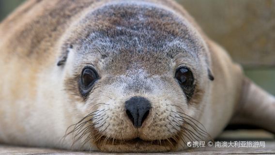 海豹灣