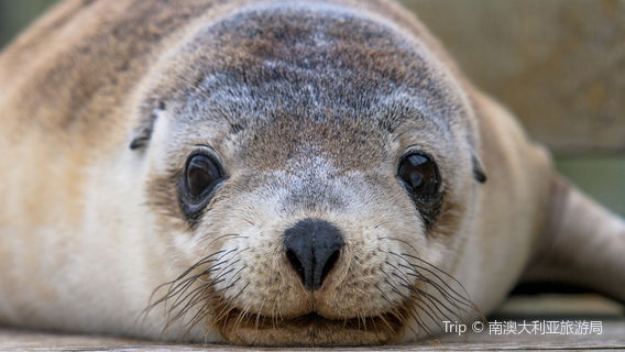 Seal Bay Conservation Park