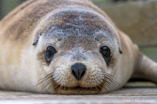 Seal Bay Conservation Park