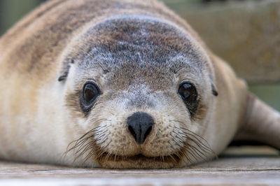 Seal Bay Conservation Park